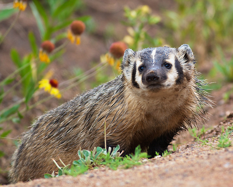Badger_2578