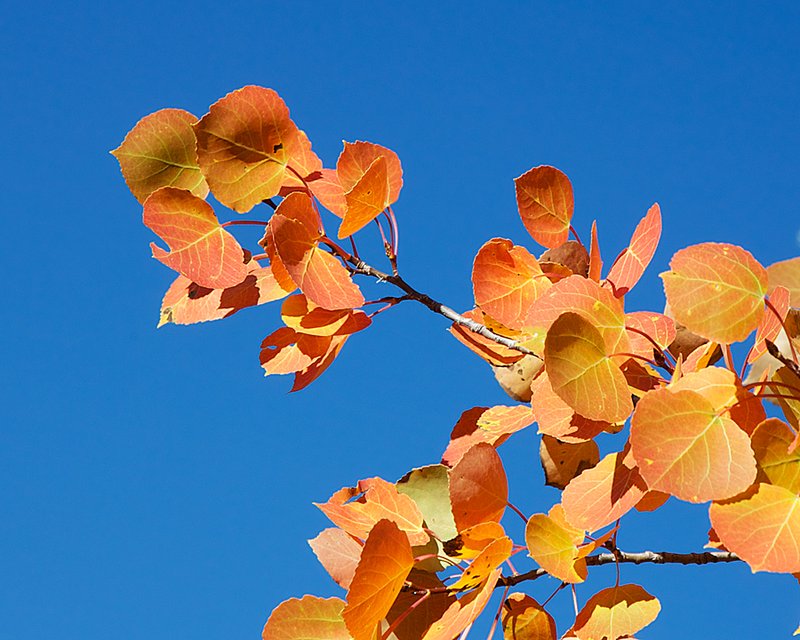 AspenBranch_4995RMNP