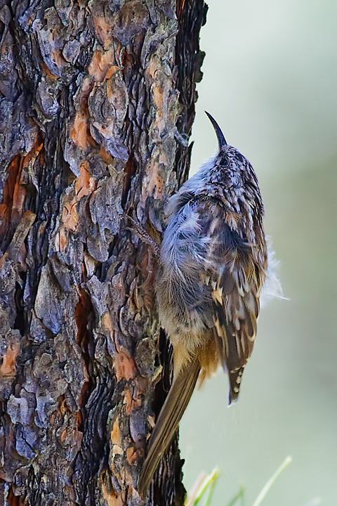 BrownCreeper_4189RMNP