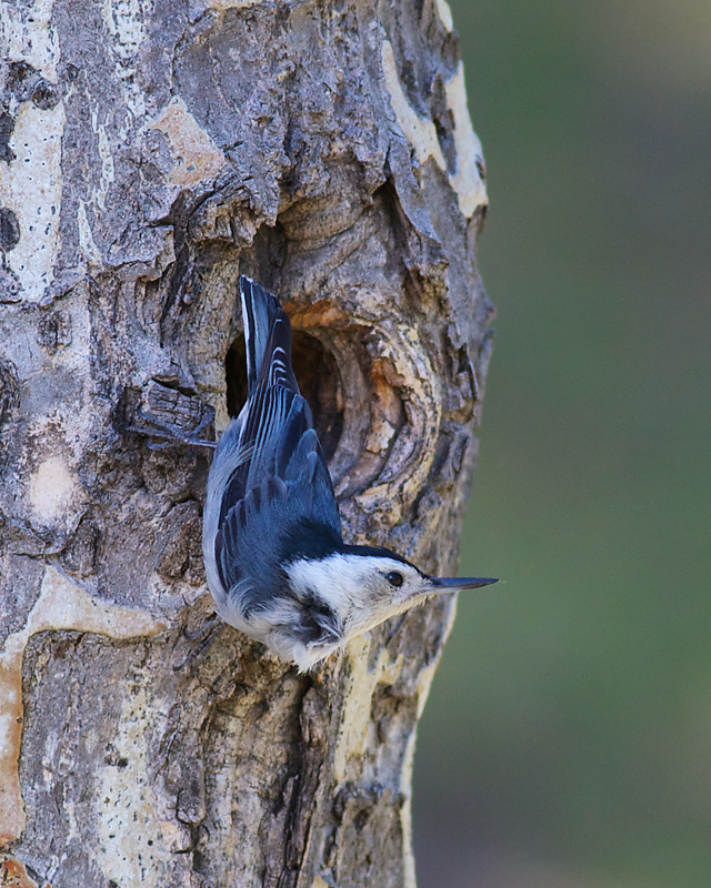 WhiteBreastedNuthatch_1123RMNP