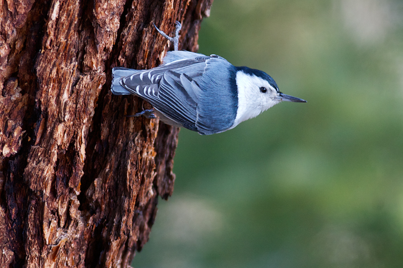 WBNuthatch_8763