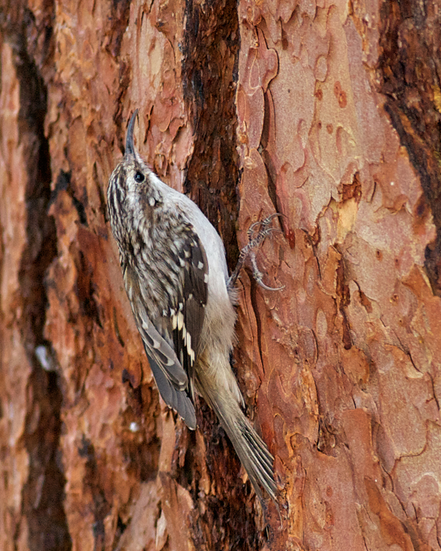 BrownCreeper_9074rmnp