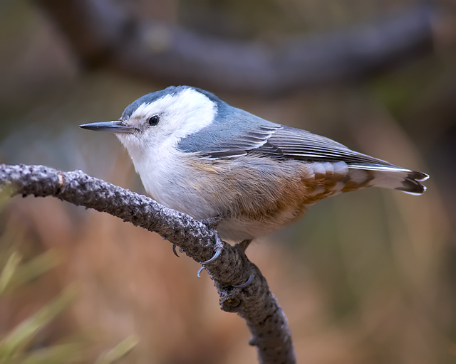 WhiteBreastedNuthatch_9106DA