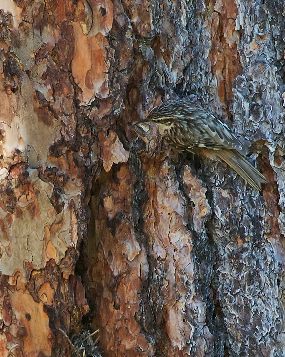 CreeperNest_1694