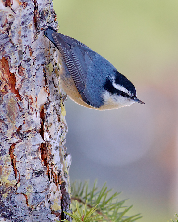 Nuthatch_7673DA