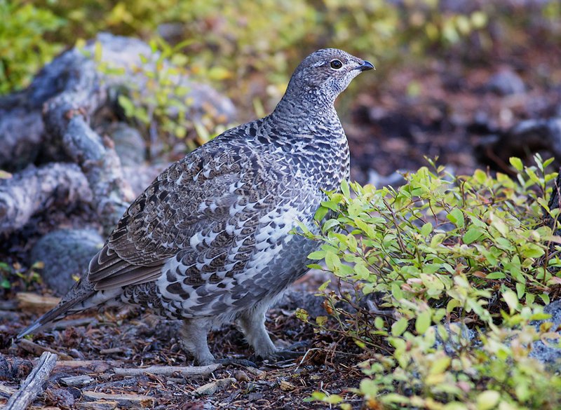 DuskyGrouse_6569RMNP