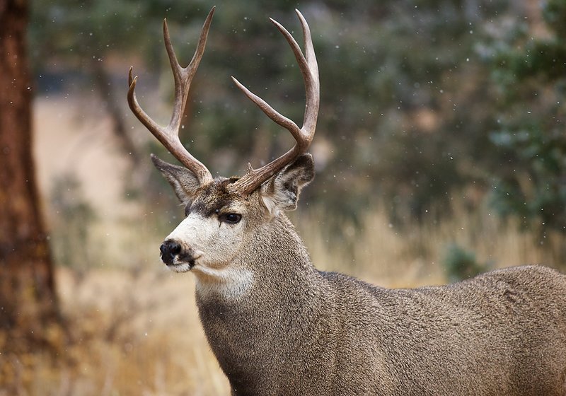 MuleDeerBuck_7788RMNP
