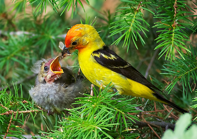 WesternTanager_2085DPC