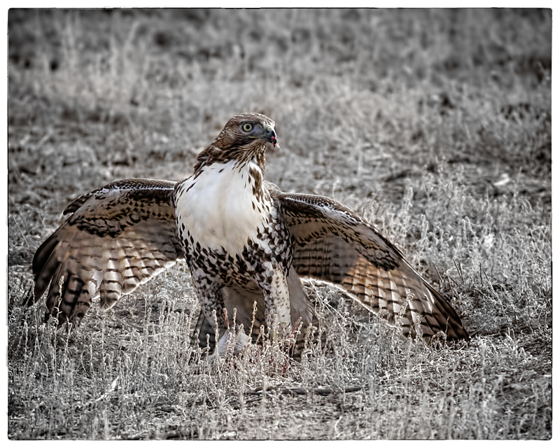 RTHawk_7882DPC