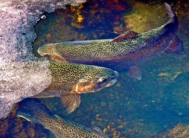 Trout_6638_2WC_DA