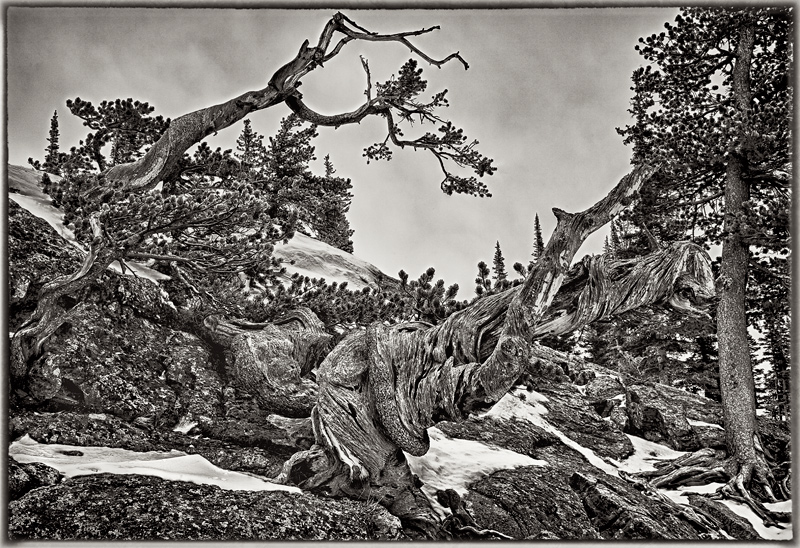 LimberPineAncient_1074_HDR_DPC
