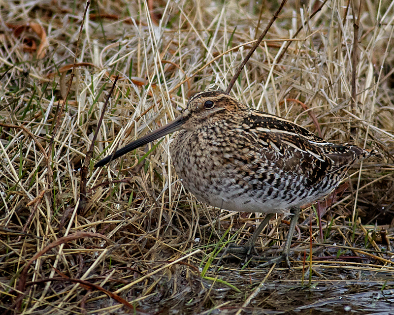 Snipe_1609