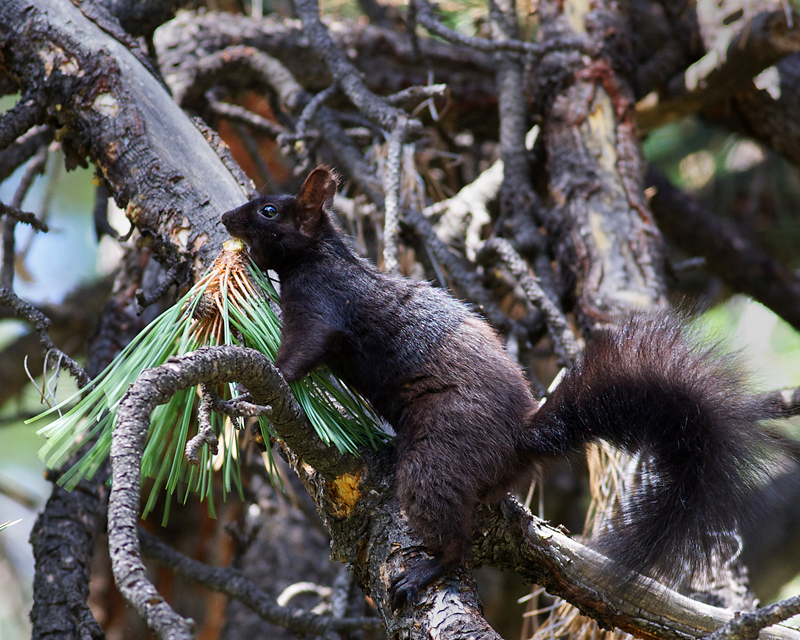 AbertsSquirrel_2967RMNP