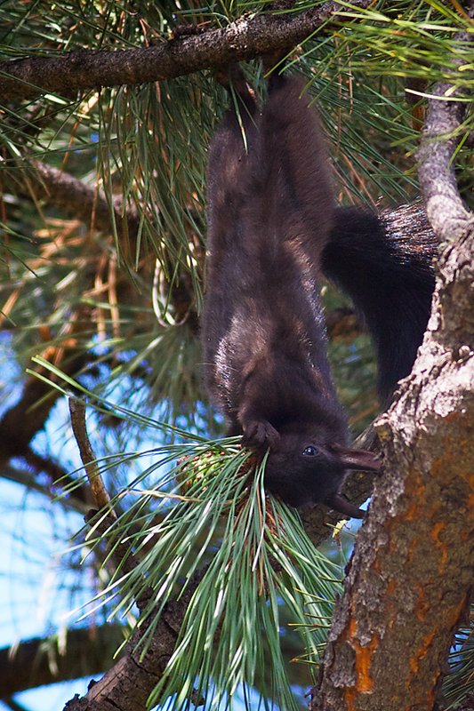 AbertsSquirrel_2919RMNP