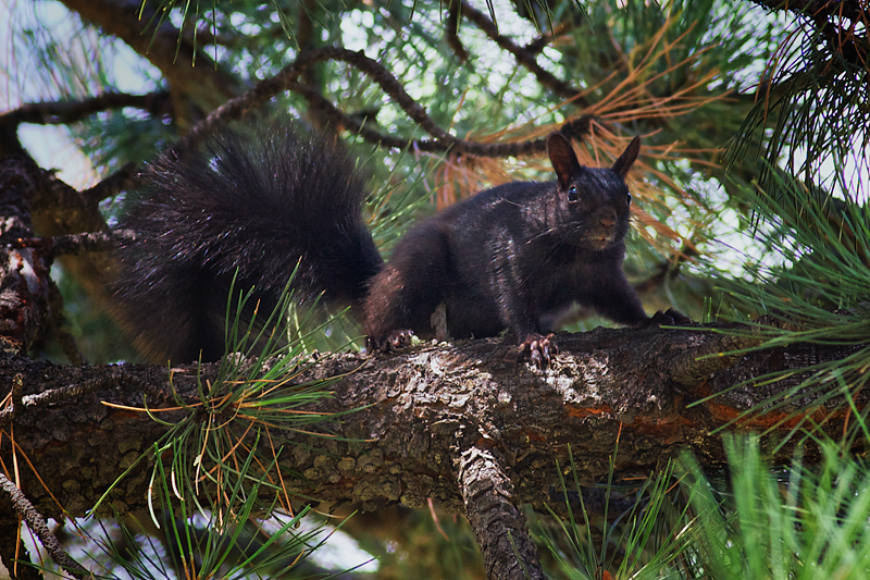 AbertsSquirrel_2949