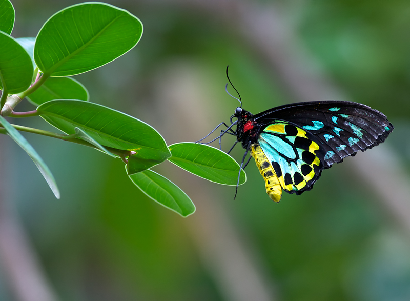 ButterflyPavillion_9746