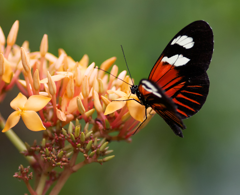 ButterflyPavillion_9684