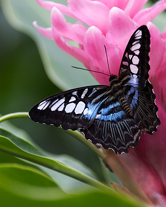 ButterflyPavillion_9635