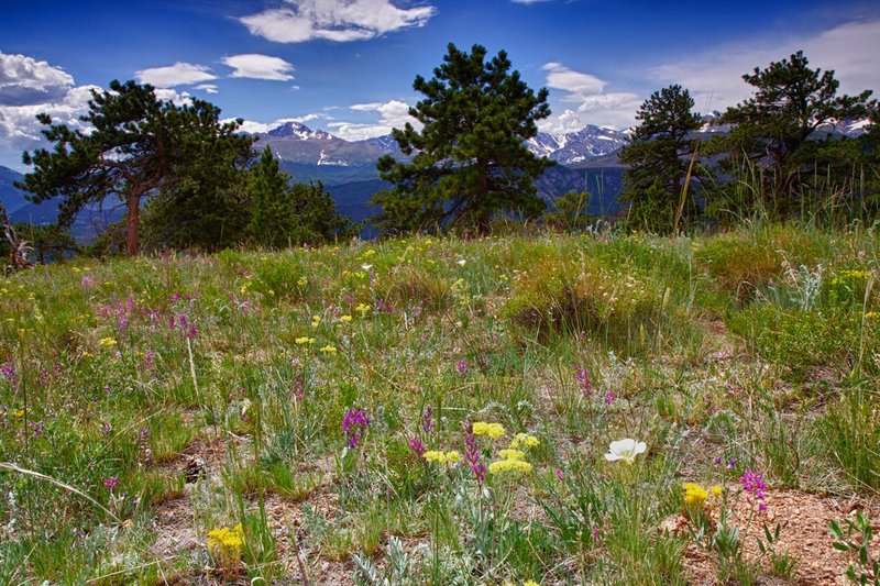 LongsWildflowers_5452_HDR_FB