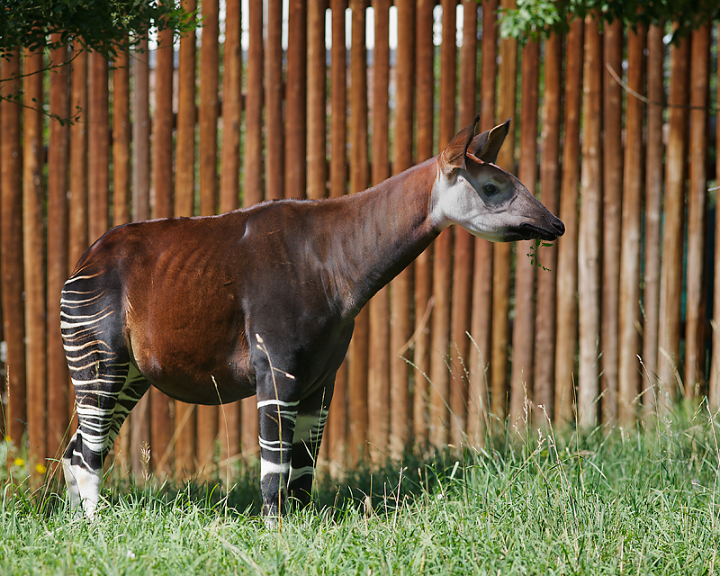 Okapi_6740