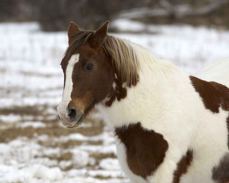 TontosHorse_1413_H&S