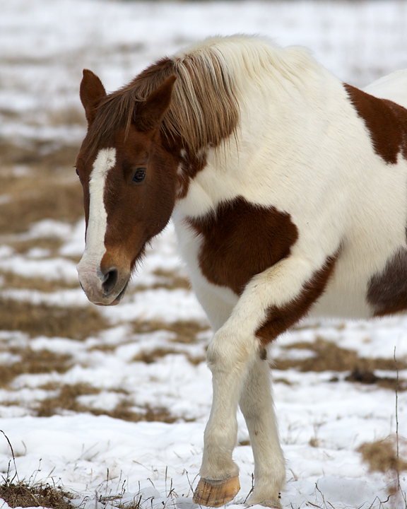 TontosHorse_1415_fronthalf