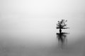 Cold Lake