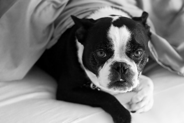 The Boston Stare