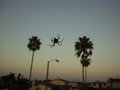 Night Spider II