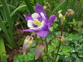 Columbine Morning