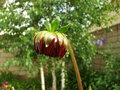 Humble Dahlia