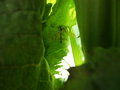 Mosquito In Waiting