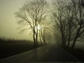 Roadside Trees in Fog