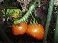 Donated Tomatoes