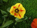 Red and Yellow