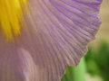 Dutch Iris Detail