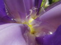 Luminescent