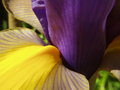 Royal Colors