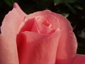 Rose Layers