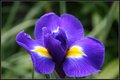 Post Card Dutch Iris