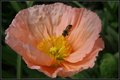 Post Card Poppy