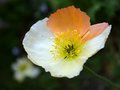 Poppy Genetic II