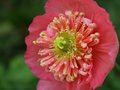Poppy Variant Macro