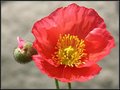 Proud Poppy