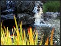 Falls (Foreground Bokeh)