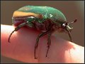 Left Handed Beetle