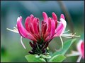 Lerwick Flower