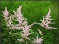 Light Pink - Torshavn