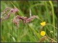 Soft Flowers - Torshavn