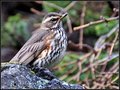 Forest Friend II - Isafjordur